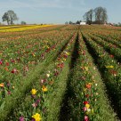 Tulip Fields